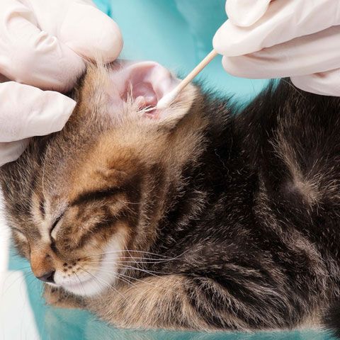 Katze werden Ohren gesäubert